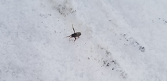 Xiphydriidae