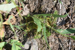 Hieracium pseudarctophilum