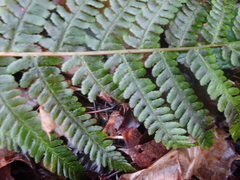 Dryopteris filix-mas