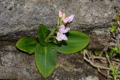 Disa rosea