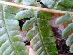 Dryopteris filix-mas
