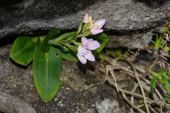 Disa rosea