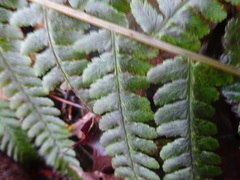 Dryopteris filix-mas