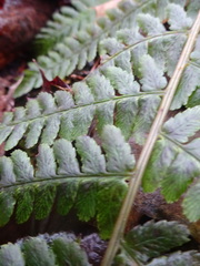 Dryopteris filix-mas