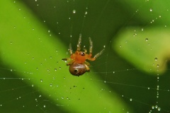 Hypsosinga holzapfelae