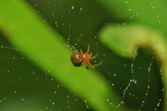 Hypsosinga holzapfelae