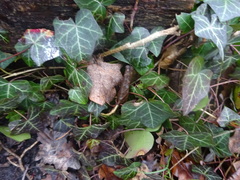 Hedera helix