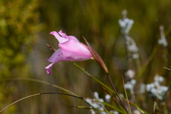 Gladiolus ornatus