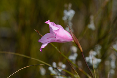 Gladiolus ornatus