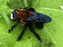 Xylocopa erythrina