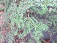 Taxus baccata