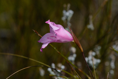 Gladiolus ornatus