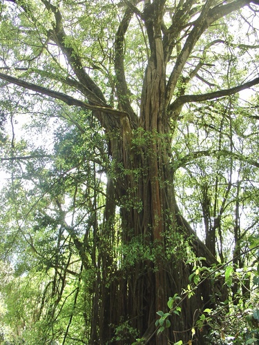 Ficus thonningii