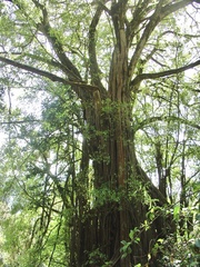 Ficus thonningii