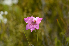 Gladiolus ornatus