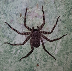 Selenops nigromaculatus