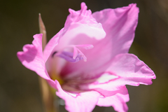 Gladiolus ornatus