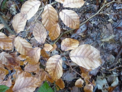 Fagus sylvatica