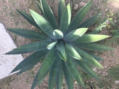 Agave lyobaa