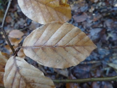 Fagus sylvatica