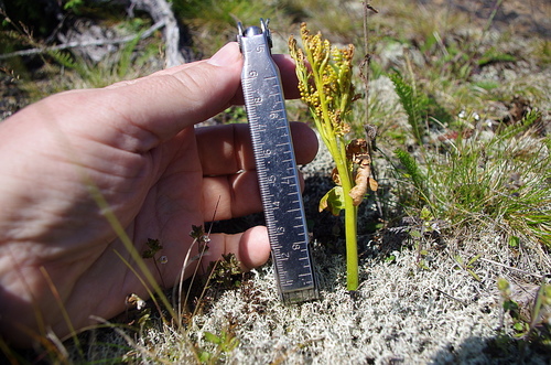 Botrychium boreale iNat (3)