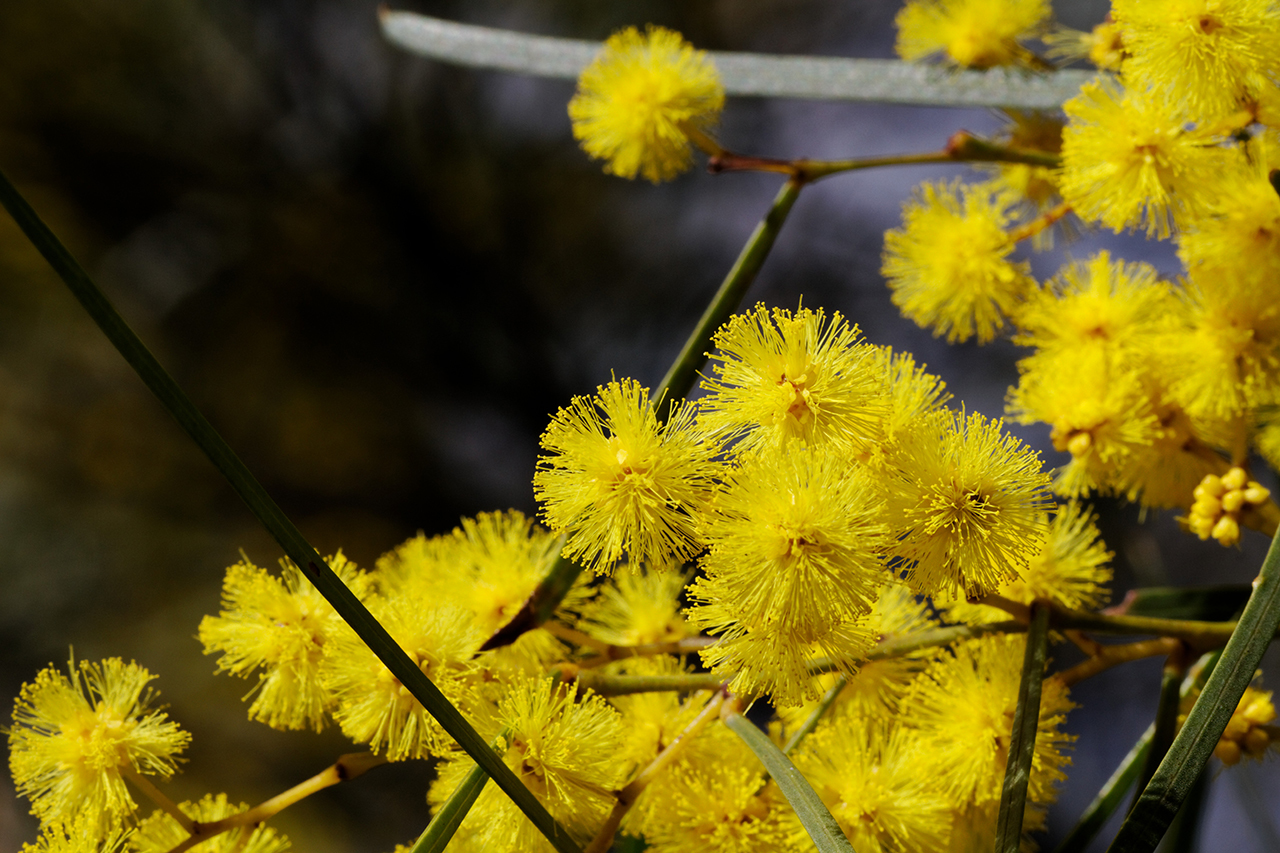 Acacia adunca