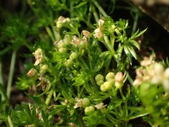 Galium cespitosum