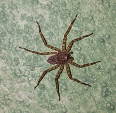 Selenops nigromaculatus