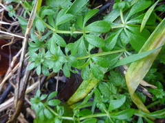 Galium aparine