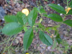 Rosa