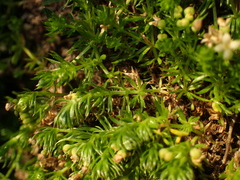 Galium cespitosum