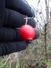Rosa canina