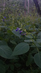 Salvia caudata