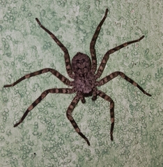 Selenops nigromaculatus