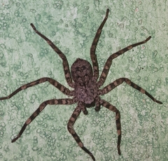 Selenops nigromaculatus