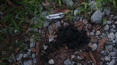 Ursus americanus eremicus