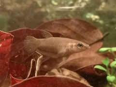 Betta pugnax