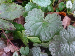 Glechoma hederacea