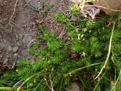 Galium cespitosum