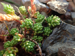 Sedum alpestre