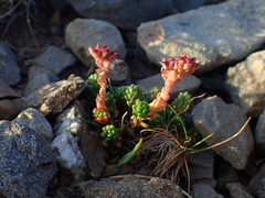 Sedum alpestre
