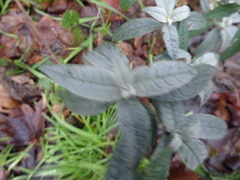 Buddleja davidii