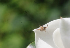 Epectinaspis mexicana