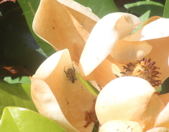 Epectinaspis mexicana