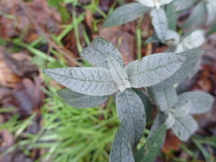 Buddleja davidii