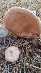 Lactarius imperceptus