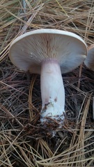 Lactarius imperceptus