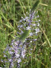 Scilla hyacinthoides