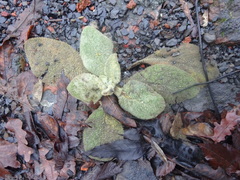 Verbascum