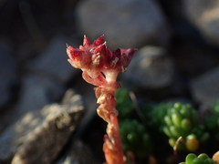 Sedum alpestre